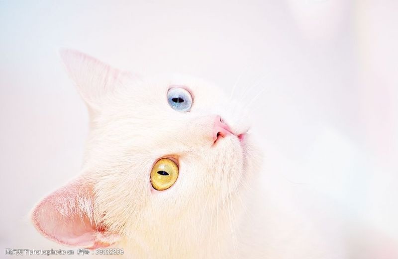 家宠唯美白猫