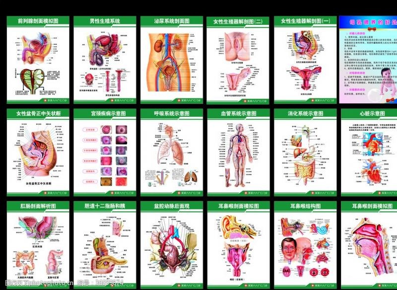 生殖器解剖图人体器官示意图展板