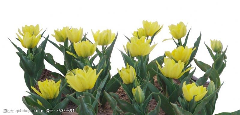 花卉花圃黄色花