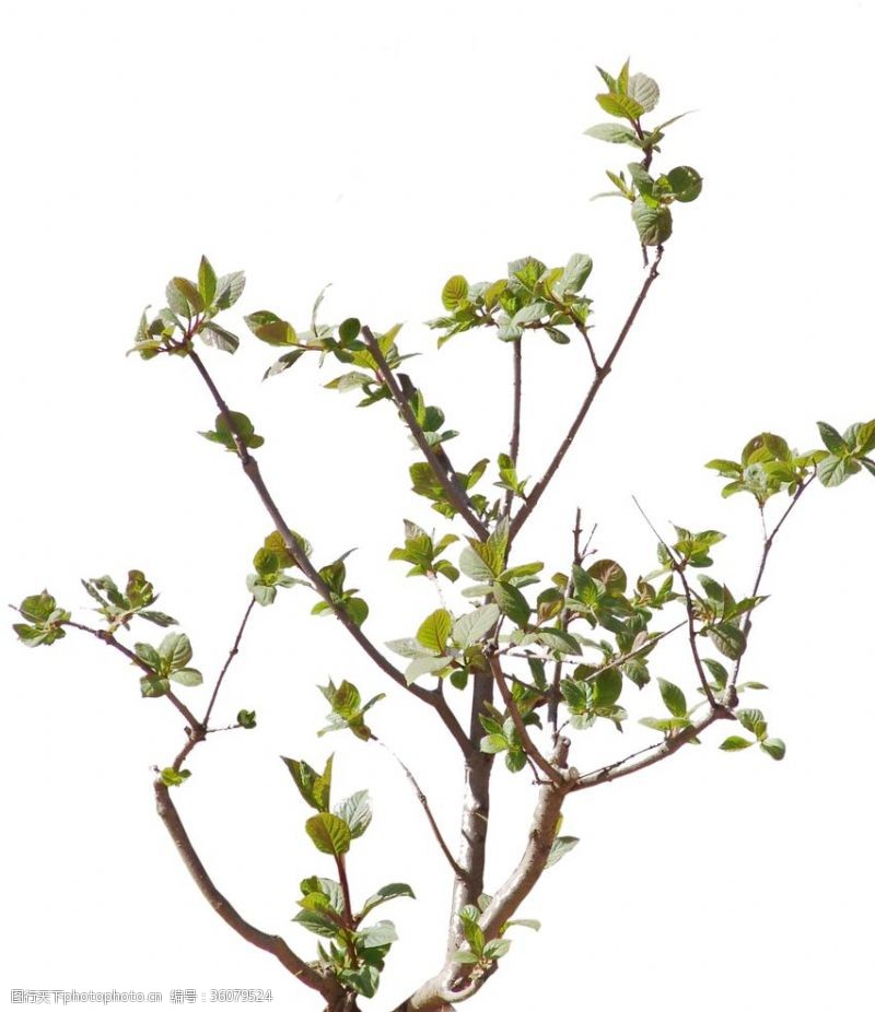 低矮植物灌木枝