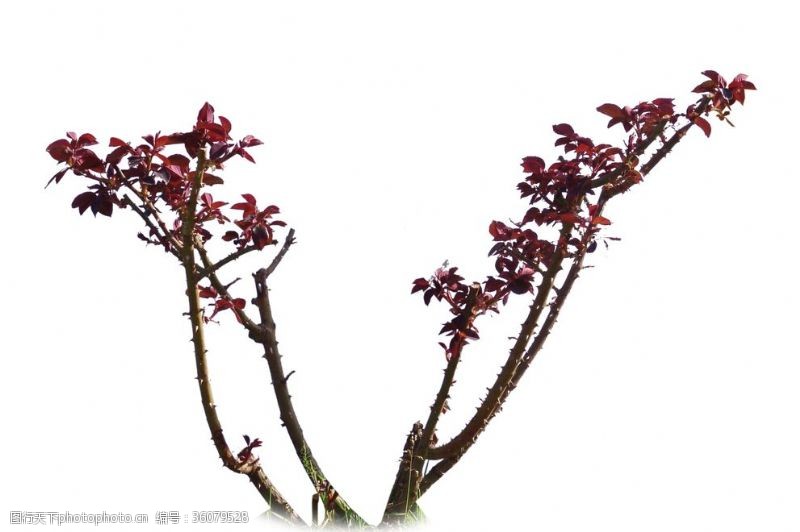 低矮植物红檵木