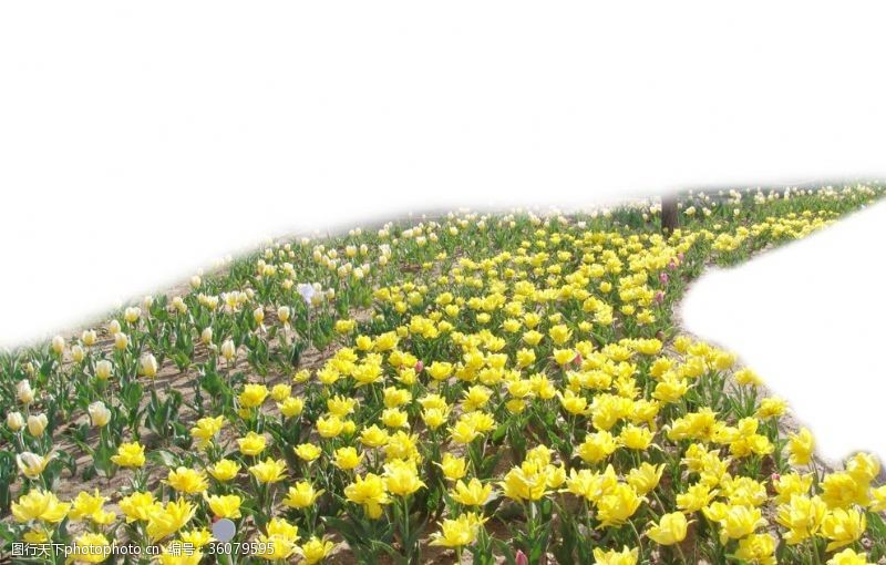 花卉花圃花海局部