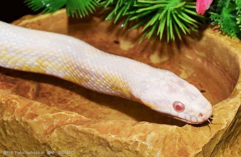 python图片免费下载_python素材_python模板-图行天下素材网