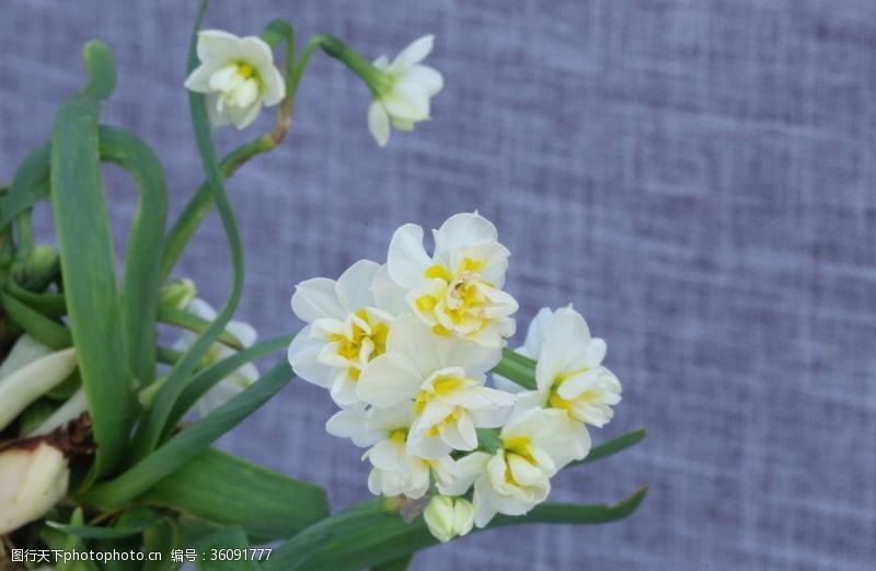 金盏花花卉水水仙花