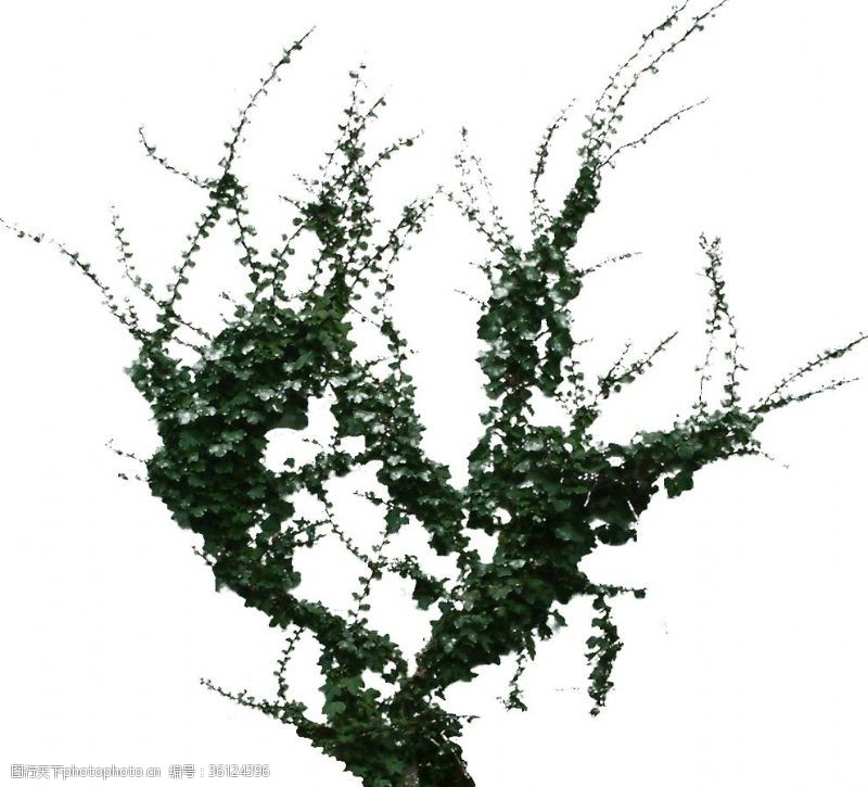 花草模型树木植物贴图