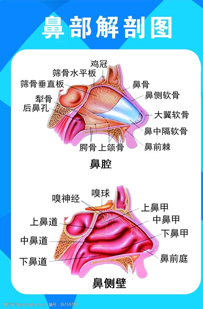 五官鼻部解剖图