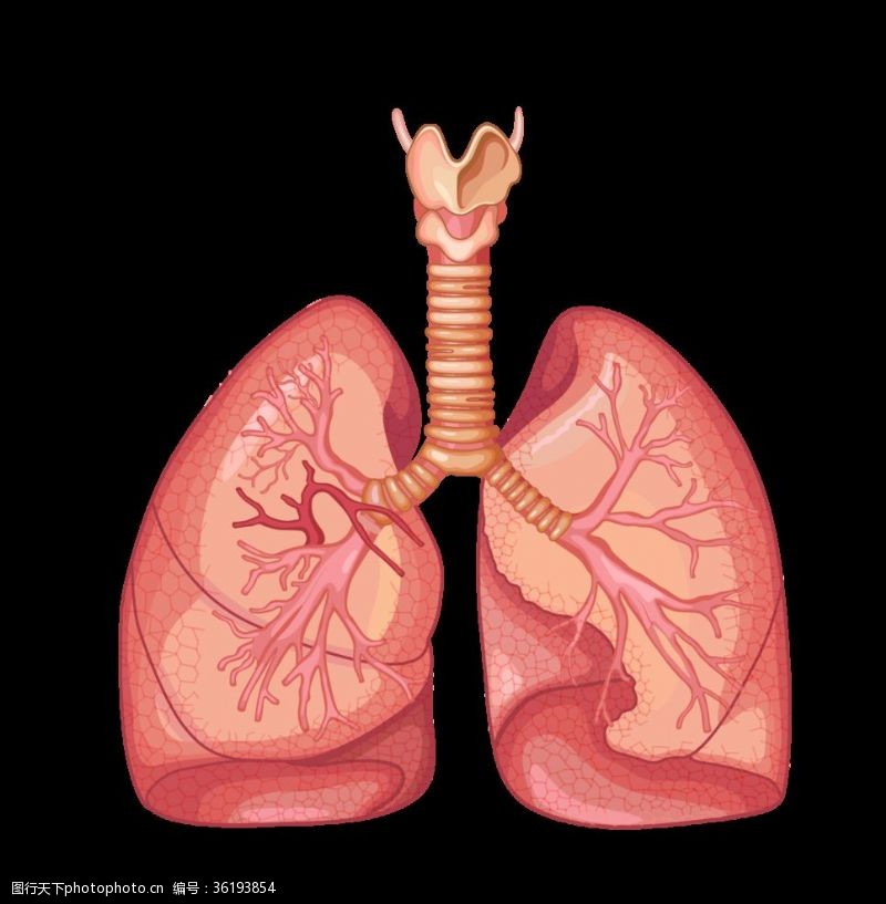 人体器官图肺部器官图