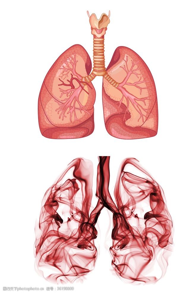 人体器官图肺部器官图人体器官创意肺部