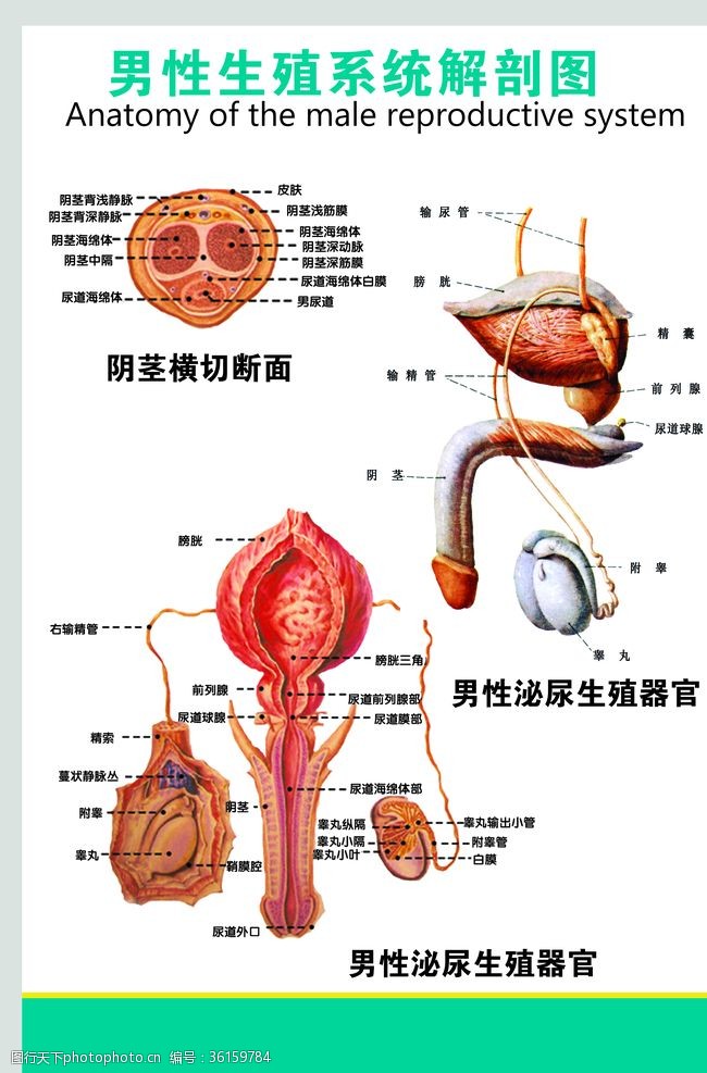 生殖系统图男性生殖系统
