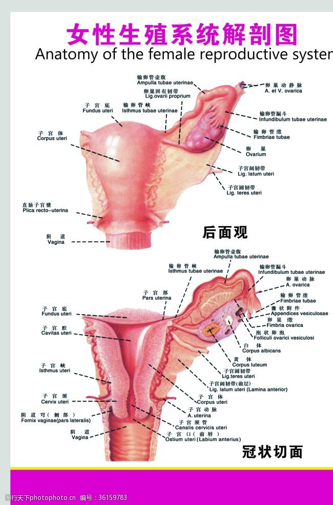 生殖器解剖图女性生殖系统