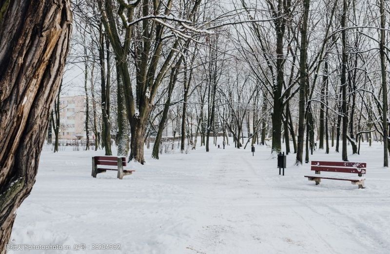 公园景观雪后的公园摄影