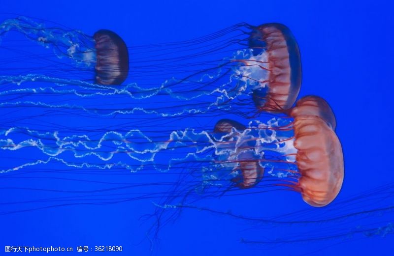 蓝色海底的水母漂亮的蓝色水母