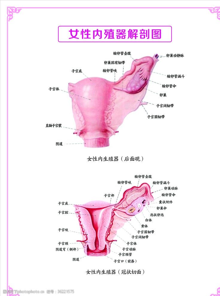 生殖器解剖图生殖系统