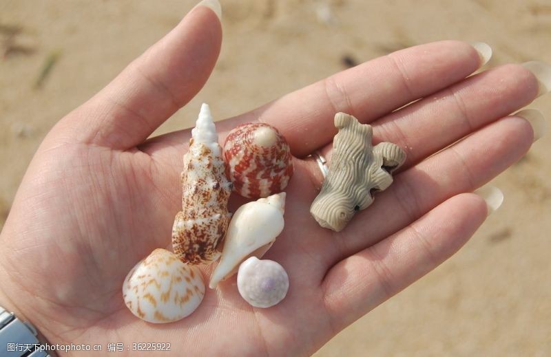 爱护自然贝壳珊瑚礁海滩沙滩海螺