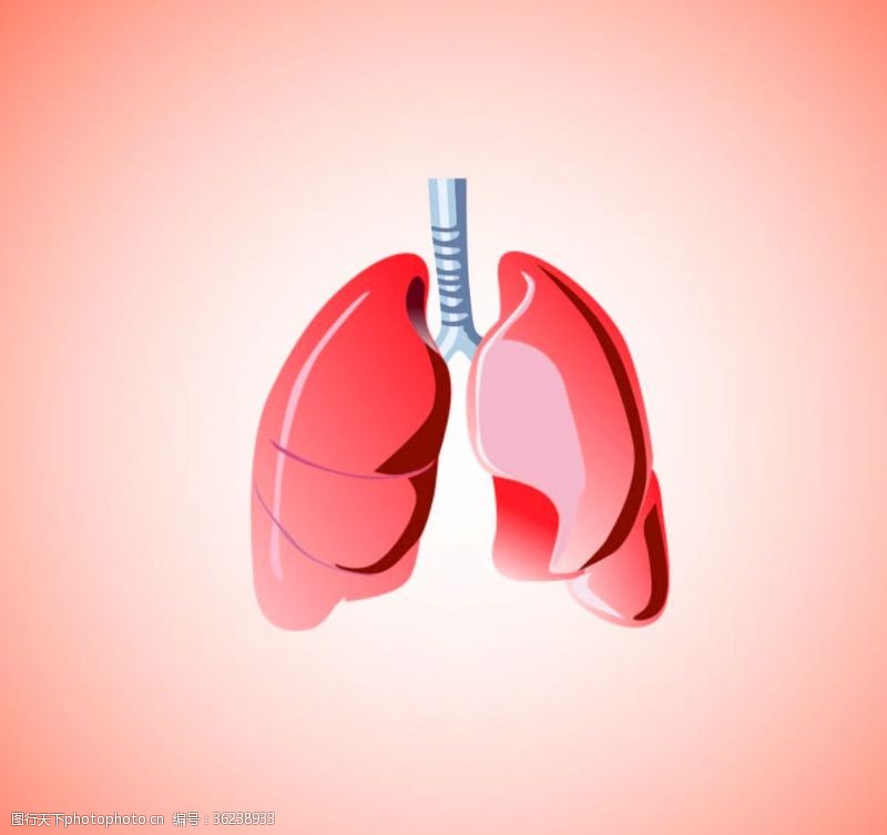 人体器官图肺肺图片肺炎