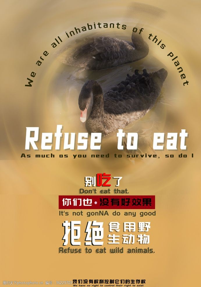 黑天鹅拒绝食用野生动物的海报