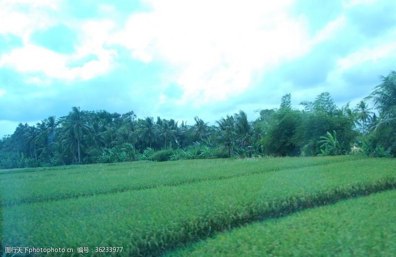 天然椰子油稻田椰子树
