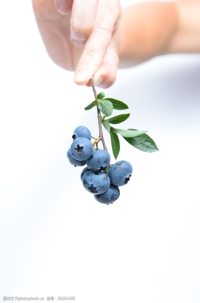 东软蓝莓