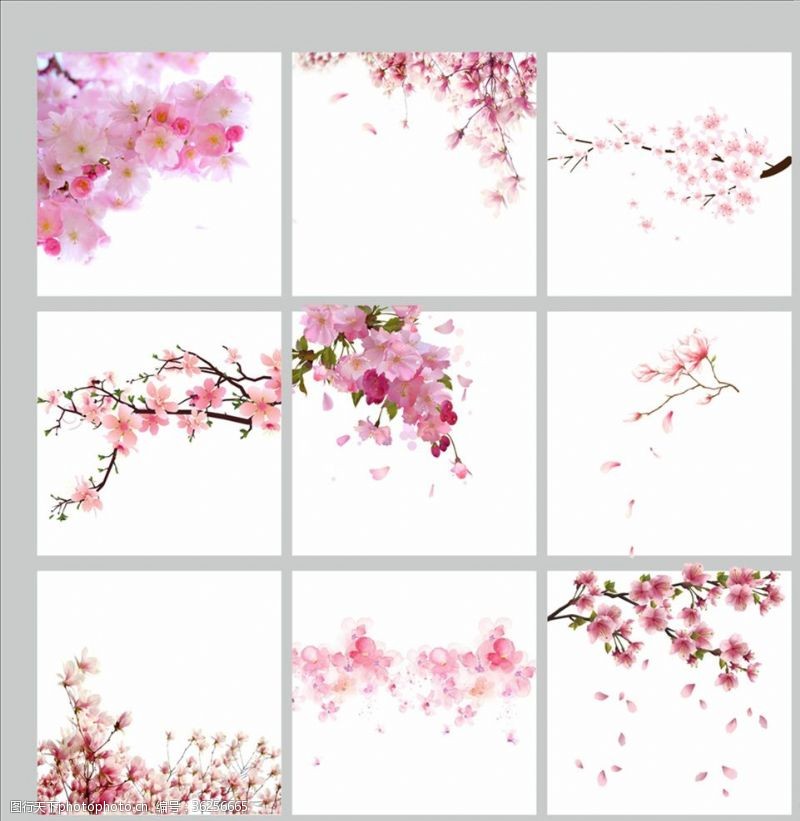 樱花文化节樱花