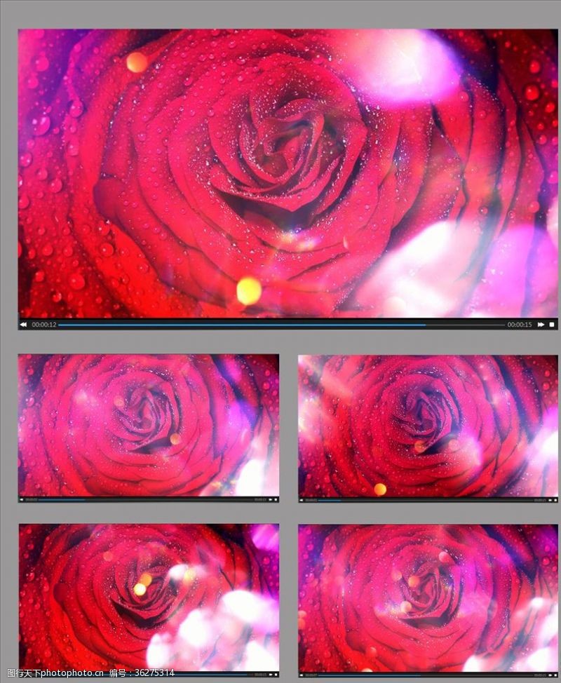 网页flash带有露珠的花朵旋转视频素材