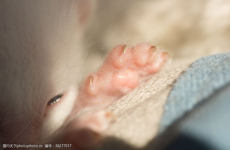 tom猫小猫可爱宠物动物猫