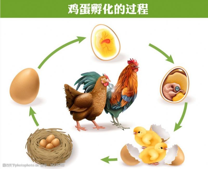鸡蛋孵化过程