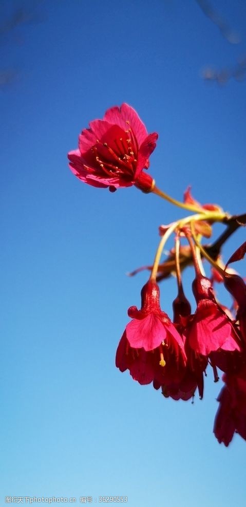 武大樱花蓝天下盛开的樱花