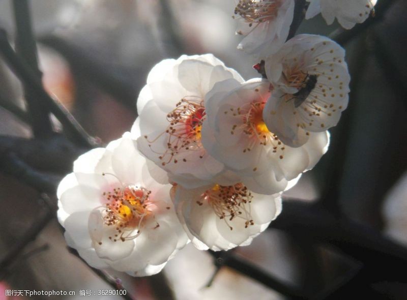 生物世界摄影梅花