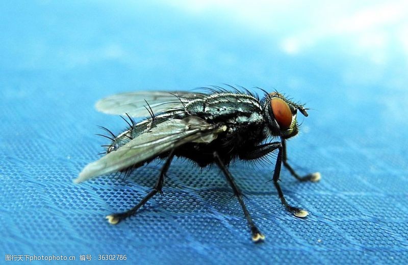 fly苍蝇