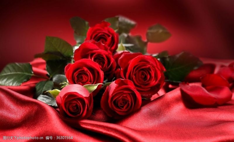 红色浪漫玫瑰情人节背景