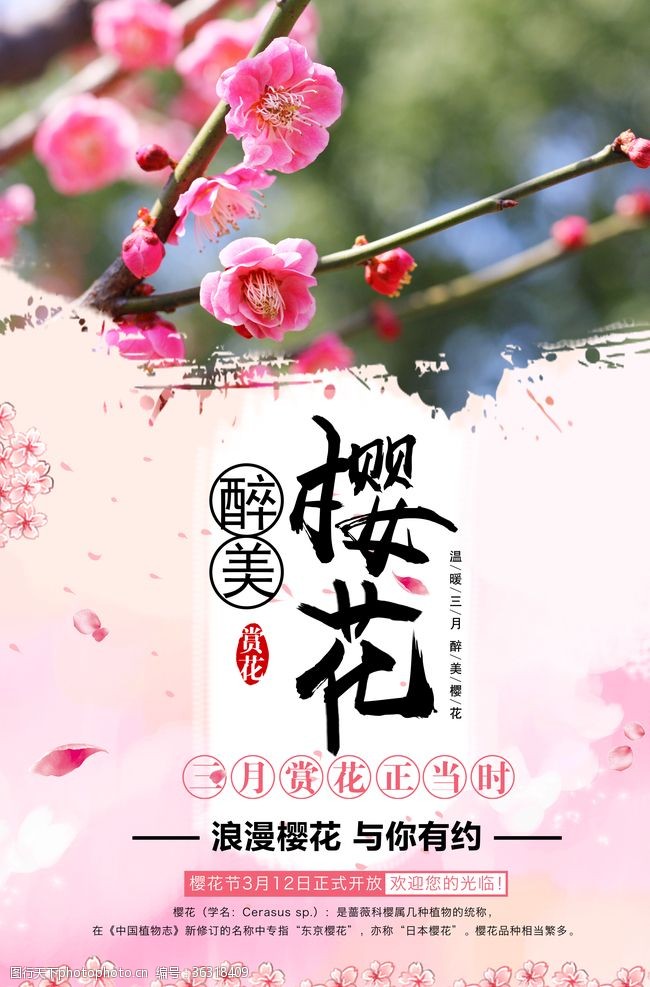 樱花文化节樱花节