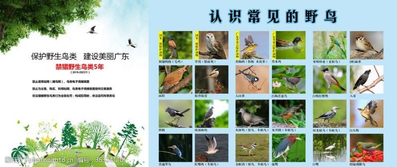 雀斑保护野生鸟类海报