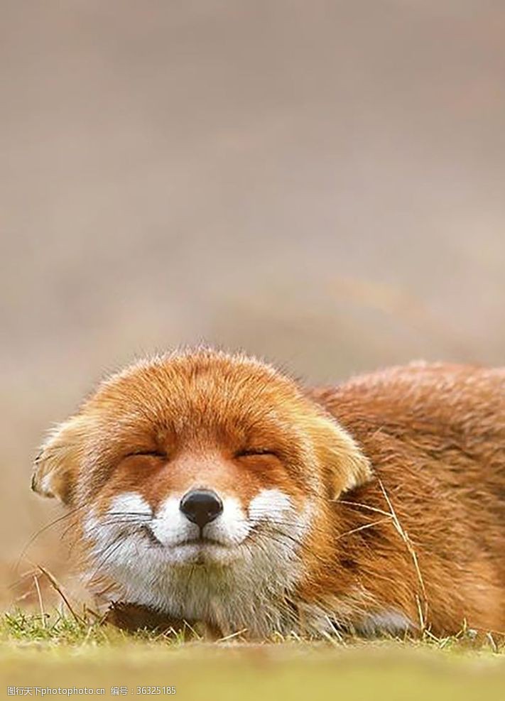 爱护自然可爱的睡觉的狐狸