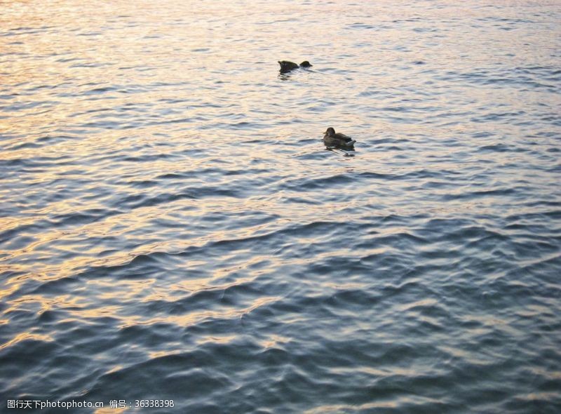 禽流感鸭子在湖上