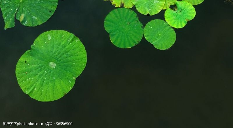 世界湿地日池塘绿色荷叶