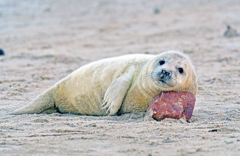 蟹食海豹