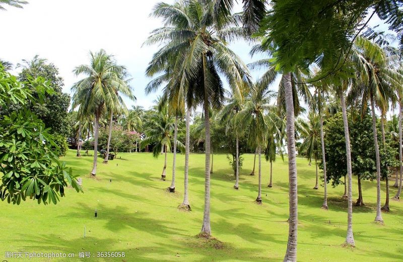 泰国普吉岛泰国海岛椰树