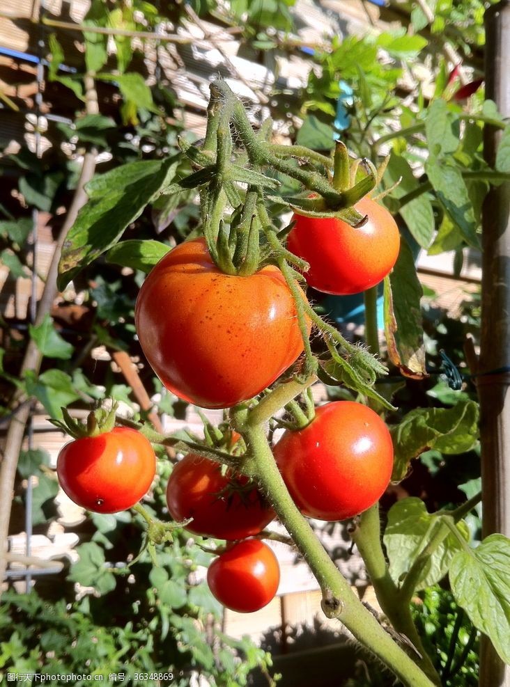 农场西红柿