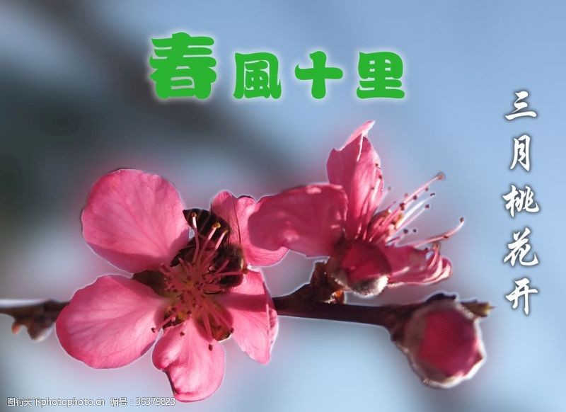 春风十里三月桃花