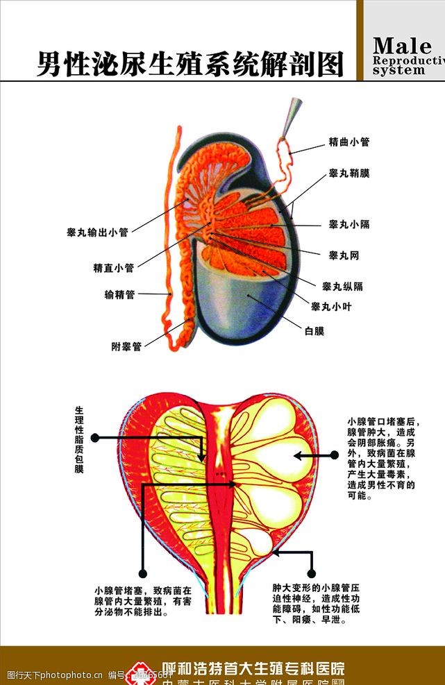 生殖系统图男性泌尿生殖系统解剖图