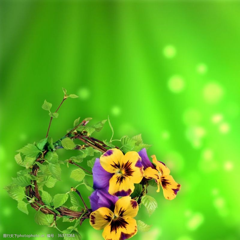 水珠植物瓢虫