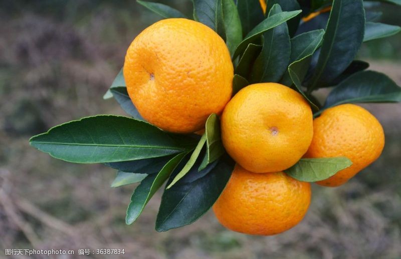 新鲜橙子包装砂糖桔