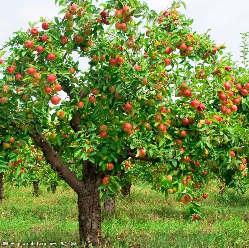 樱花展板苹果树