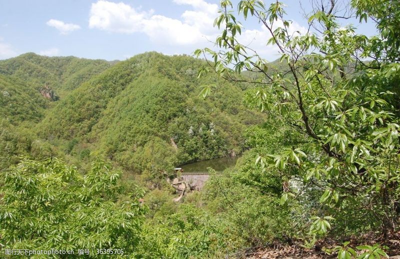 青葱大树青山