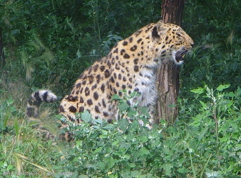独特的豹