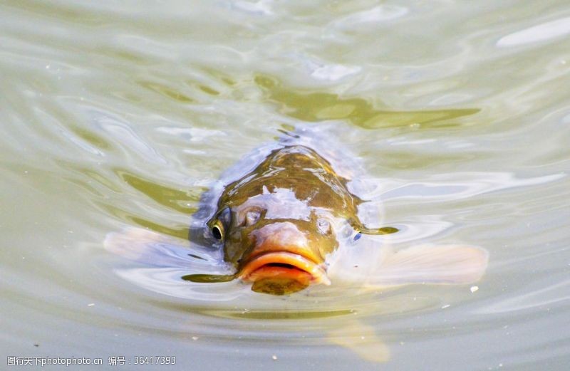锦鲤图片鲤鱼