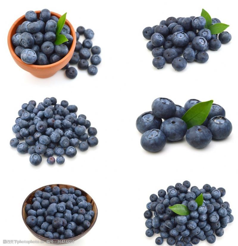 野生蓝莓蓝莓