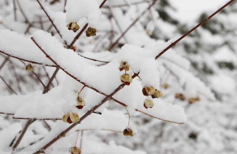 木棉树雪中丝棉木