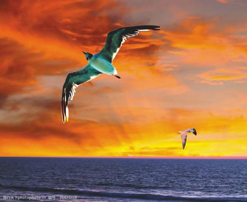 海洋海鸟类日落