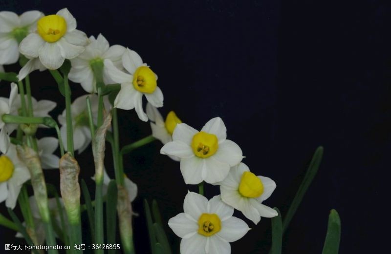 中银花园水仙花